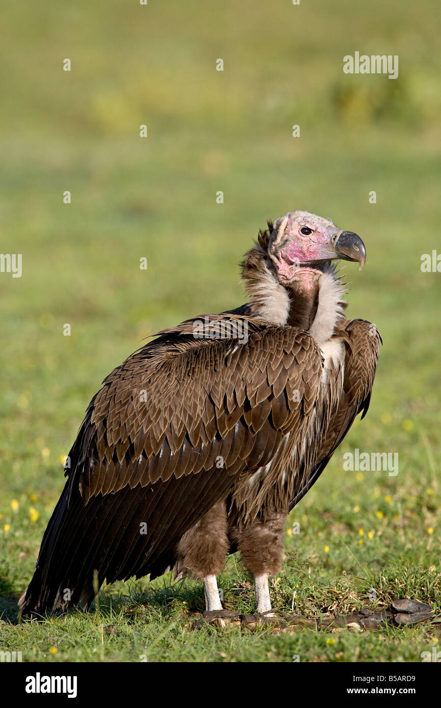 Falda-di fronte vulture (Torgos tracheliotus), il cratere di Ngorongoro, Ngorongoro Conservation Area, Tanzania, Africa orientale, Africa Foto Stock