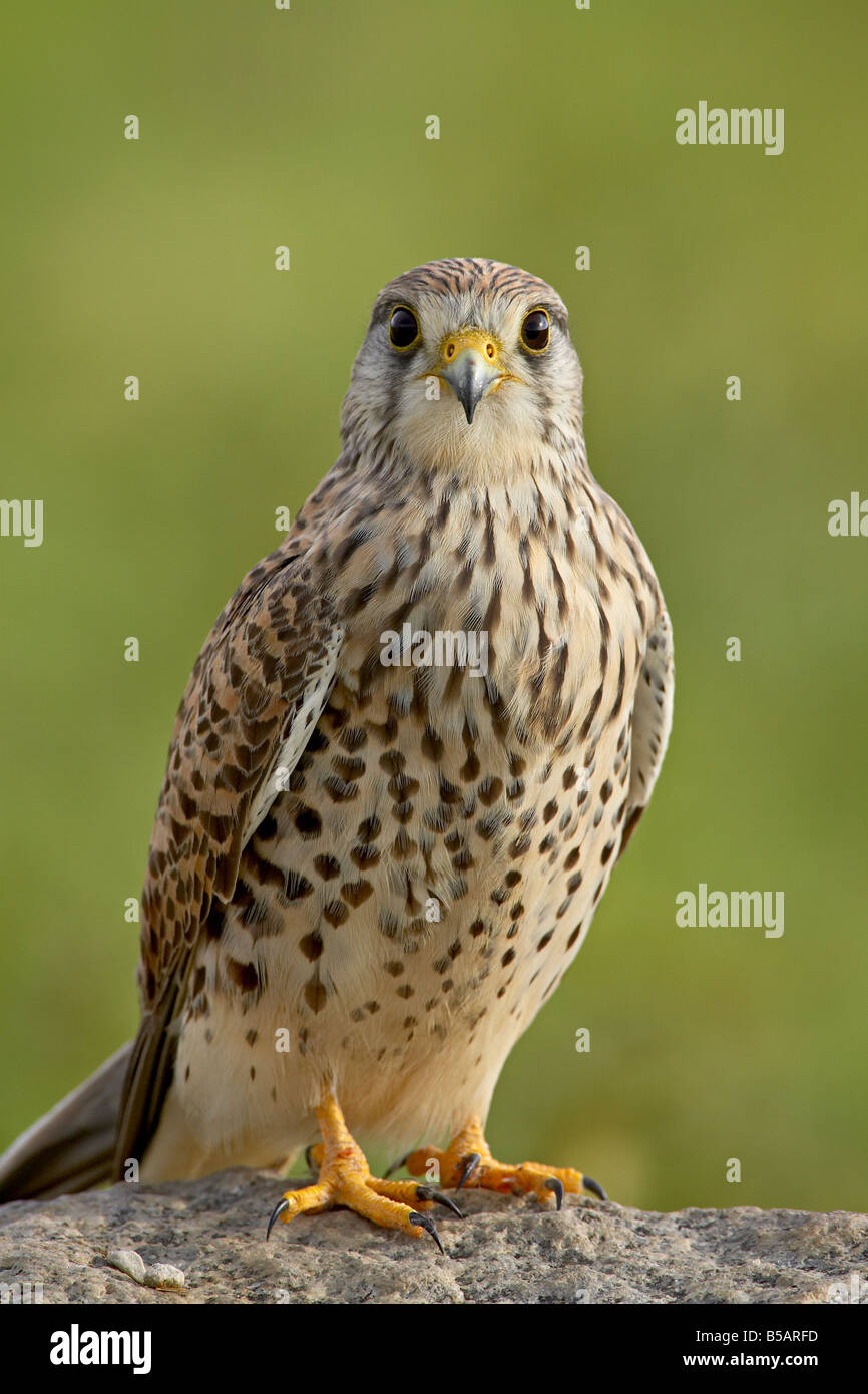 Comune Femmina gheppio (Falco tinnunculus), il Parco Nazionale del Serengeti, Tanzania, Africa orientale, Africa Foto Stock