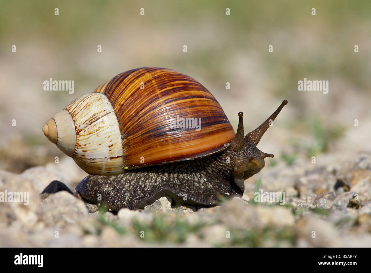 Oriente terra africana (lumaca Achatina fulica), il Parco Nazionale del Serengeti, Tanzania, Africa orientale, Africa Foto Stock