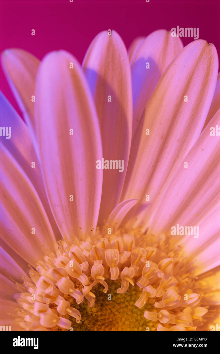 Ritratto di bianco UV centro di gerbera e petali L Murray Foto Stock