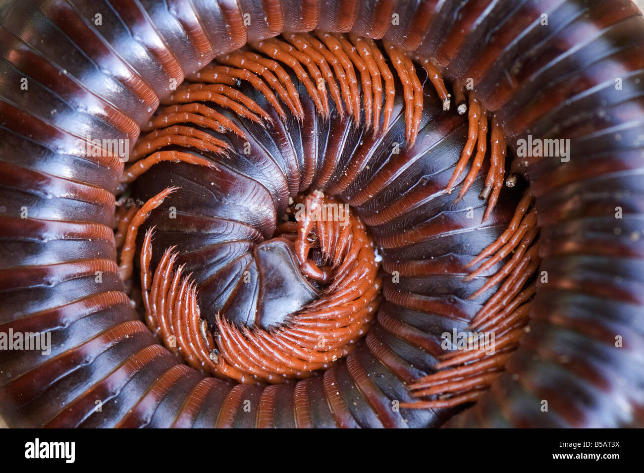 Diplopoda Chilognatha. Millepiedi raggomitolati in India. Una difesa naturale tattica Foto Stock