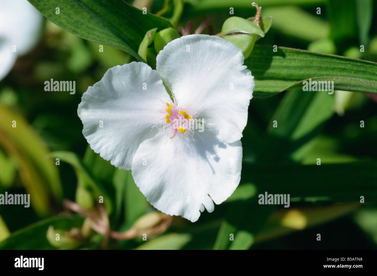 Chiusura del bianco fiore Tradescantia Virginiana Osprey in agosto Devon M H nero Foto Stock