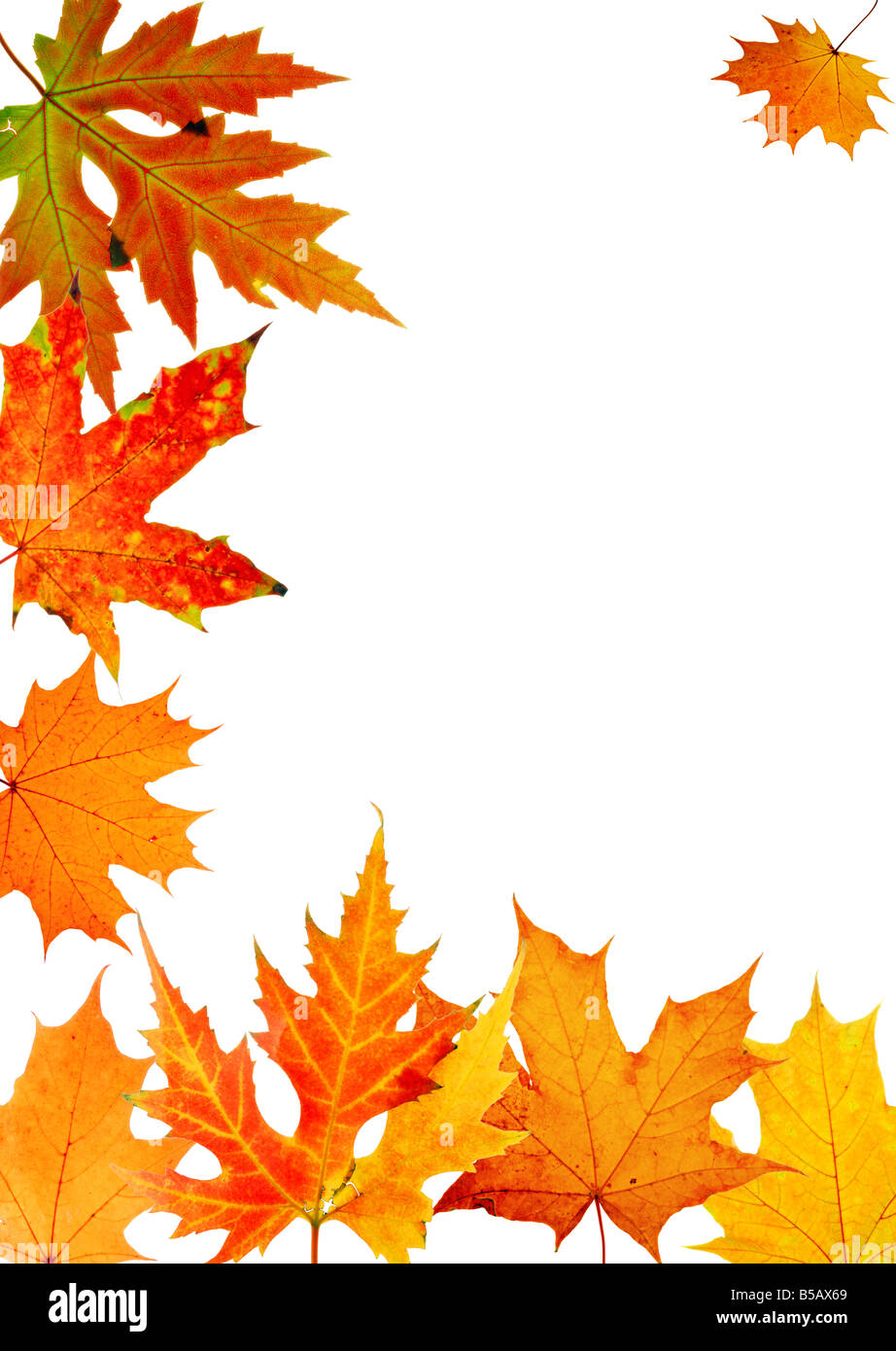 Autunno maple leaf telaio per un conto postale su sfondo bianco Foto Stock
