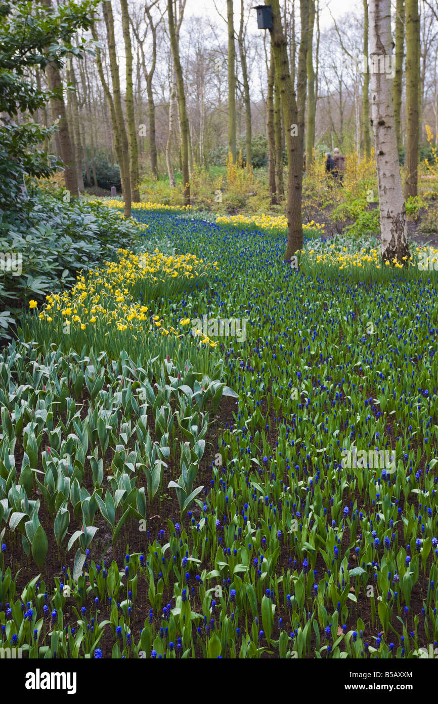 Primi fiori di primavera, il Keukenhof, parco e giardini vicino ad Amsterdam, Paesi Bassi, Europa Foto Stock