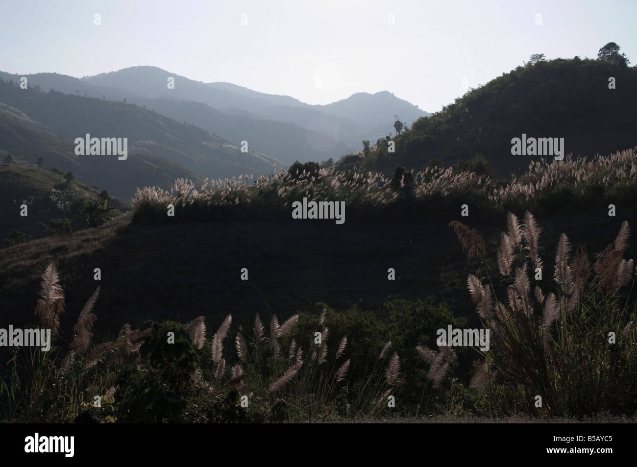 Alte erbe nei pressi di Sop Ruak, Triangolo Dorato, Thailandia, Sud-est asiatico Foto Stock