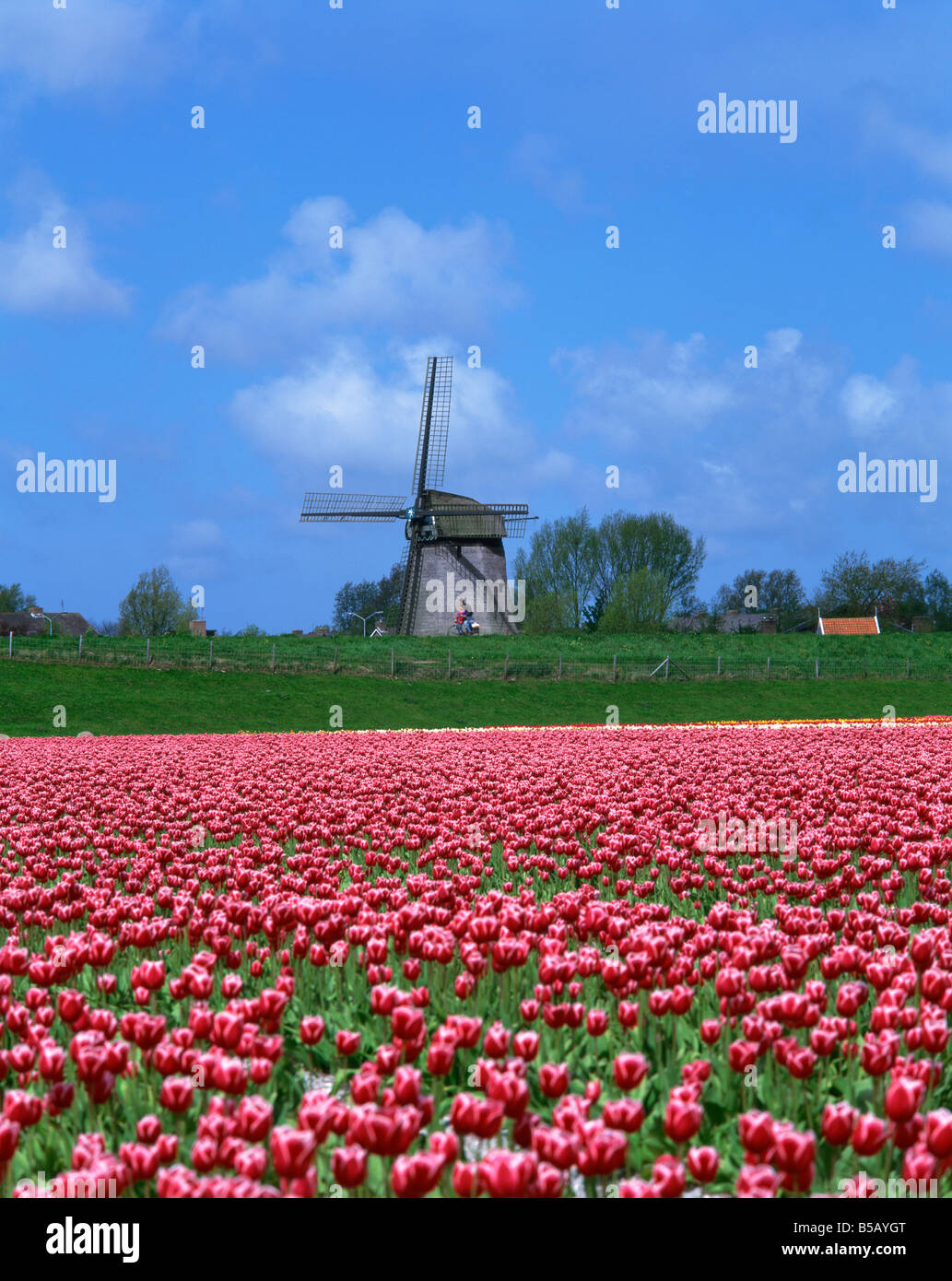 Campo di tulipani di fronte ad un mulino a vento nei pressi di Amsterdam Holland Europa Foto Stock