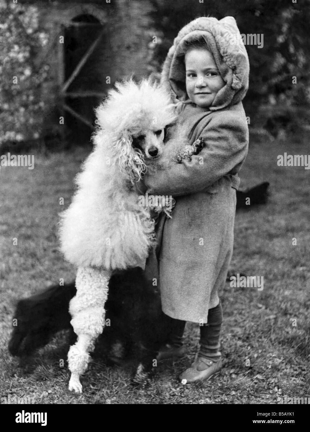 Un abbraccio per fortuna: Poco Susan Ellis. 4, di Bovingdon (Herts), ha portato il suo campione barboncino in miniatura, Cremola di Swanhill, ad un cane di Londra showãand ha vinto un premio in un concorso giochi per bimbi. Il premio è stato dato per il modo in cui il cane è stato mostrato. Cremola è visto qui in piedi sul suo perfettamente rifilati zampe posteriori mentre Susan gli dà un rassicurante abbraccio prima che il concorso inizia. Giugno 1949 P006099 Foto Stock