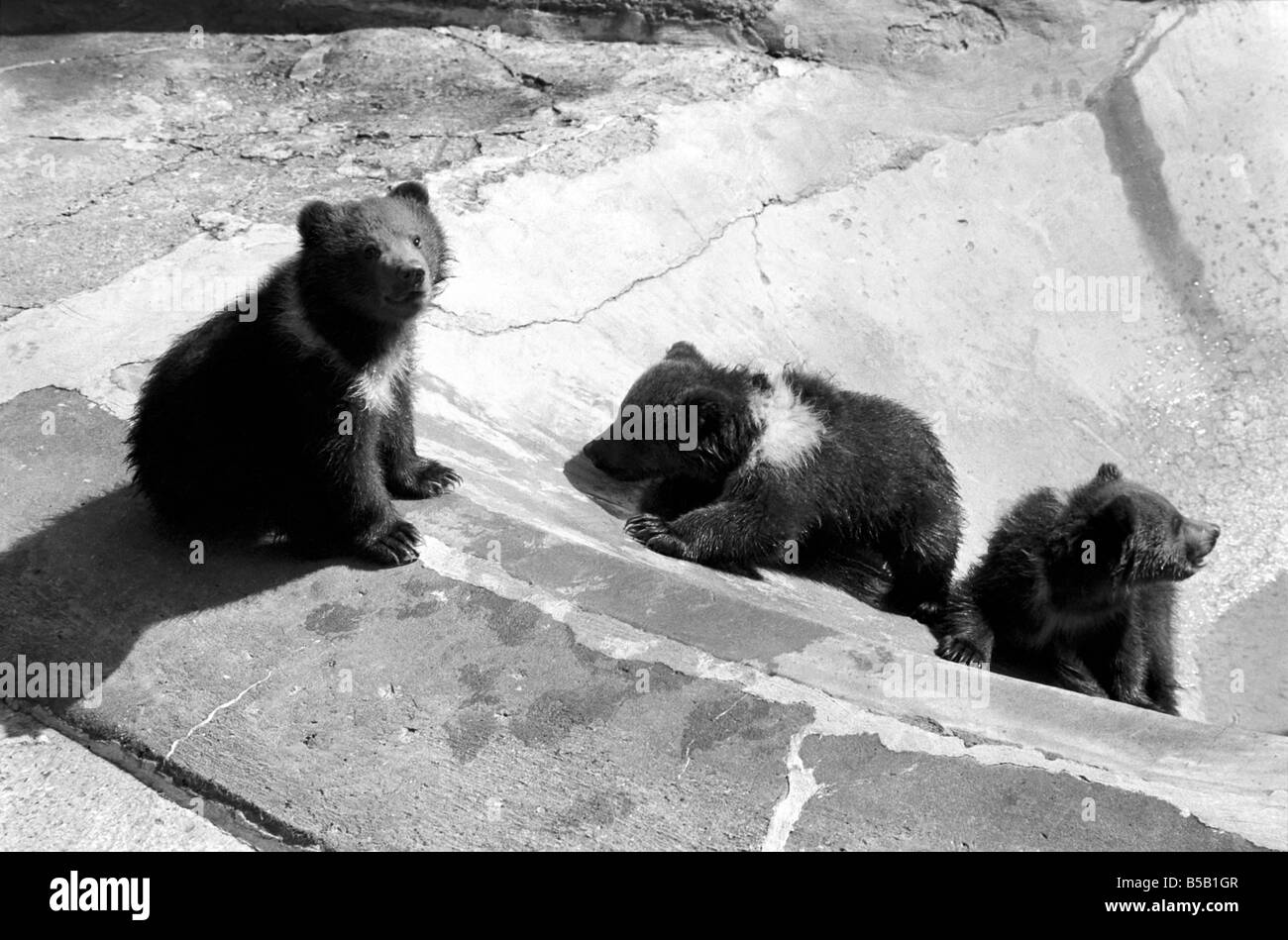 Chester, trucioli e carità, sarà avventurarsi al di fuori per la prima volta oggi presso lo Zoo Whipsnade. Essi sono la tripletta Kodiak Bear Cubs, due maschi e una femmina, nato il 17 gennaio di quest'anno. Essi saranno con ïWilmaÍ la loro madre. ;Kodiaks sono la forma più grande dell'orso bruno e si trovano su Kodiak e nelle isole limitrofe dell'Alaska. ;Aprile 1975 ; Foto Stock