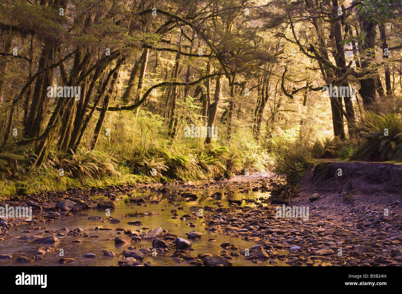 Creek attraverso la foresta pluviale, Haast Valley, South Island, in Nuova Zelanda, Pacific Foto Stock