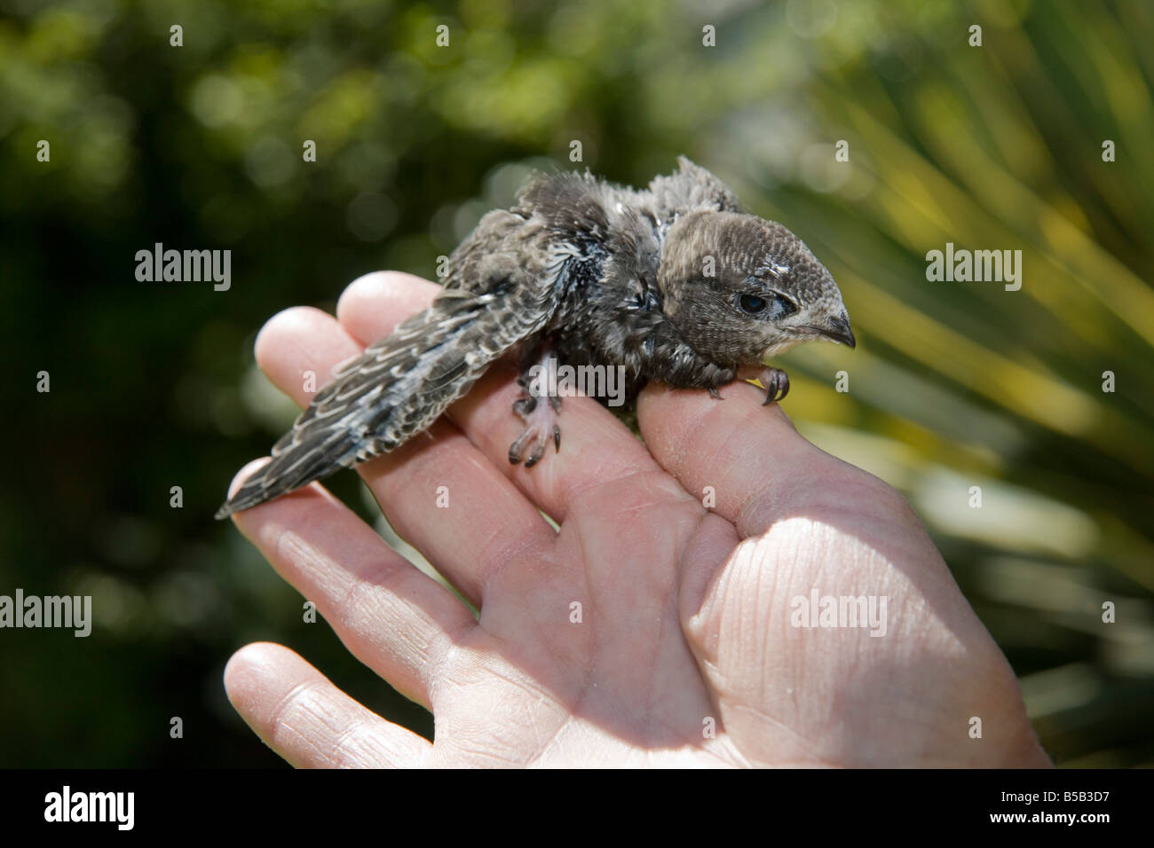 Swift Apus apus pulcino salvato al mondo segreto santuario animale somerset Foto Stock