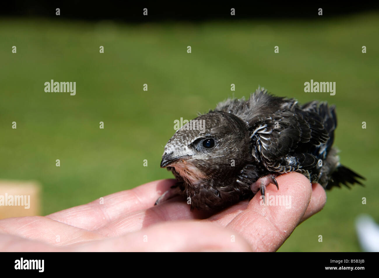 Swift Apus apus pulcino salvato mondo segreto santuario animale somerset Foto Stock