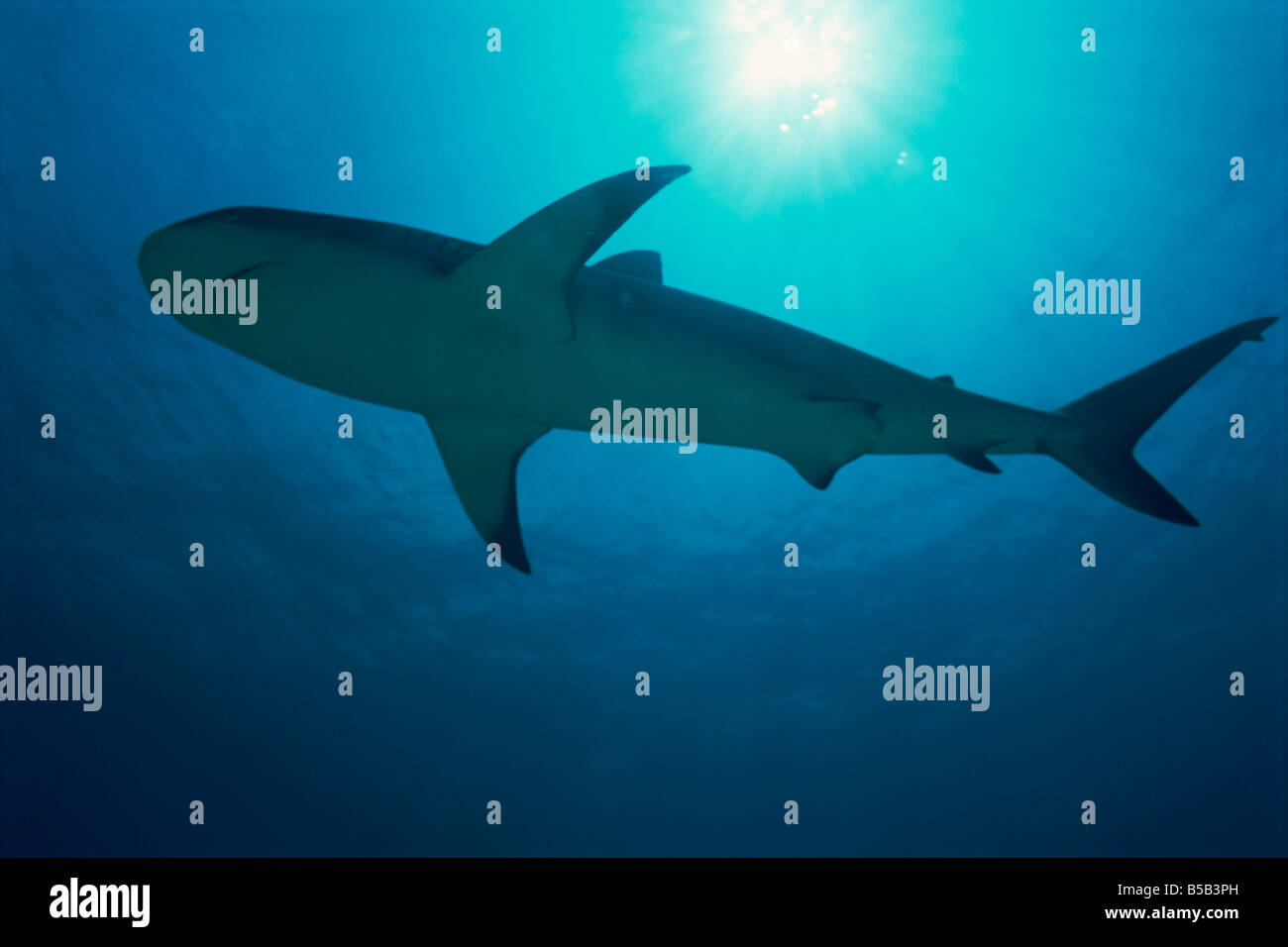 Caribbean reef shark (Carcharhinus perezi), Bahamas, West Indies, Oceano Atlantico, America Centrale Foto Stock