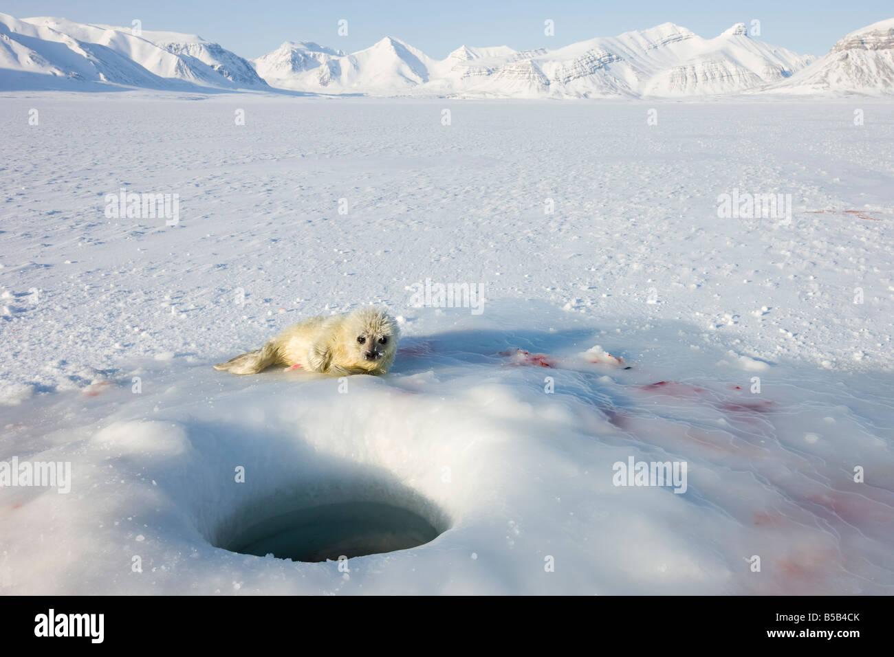 Guarnizione inanellato (Phoca hispida) pup, Billefjord, Svalbard Spitzbergen, Artic, Norvegia, Scandinavia, Europa Foto Stock