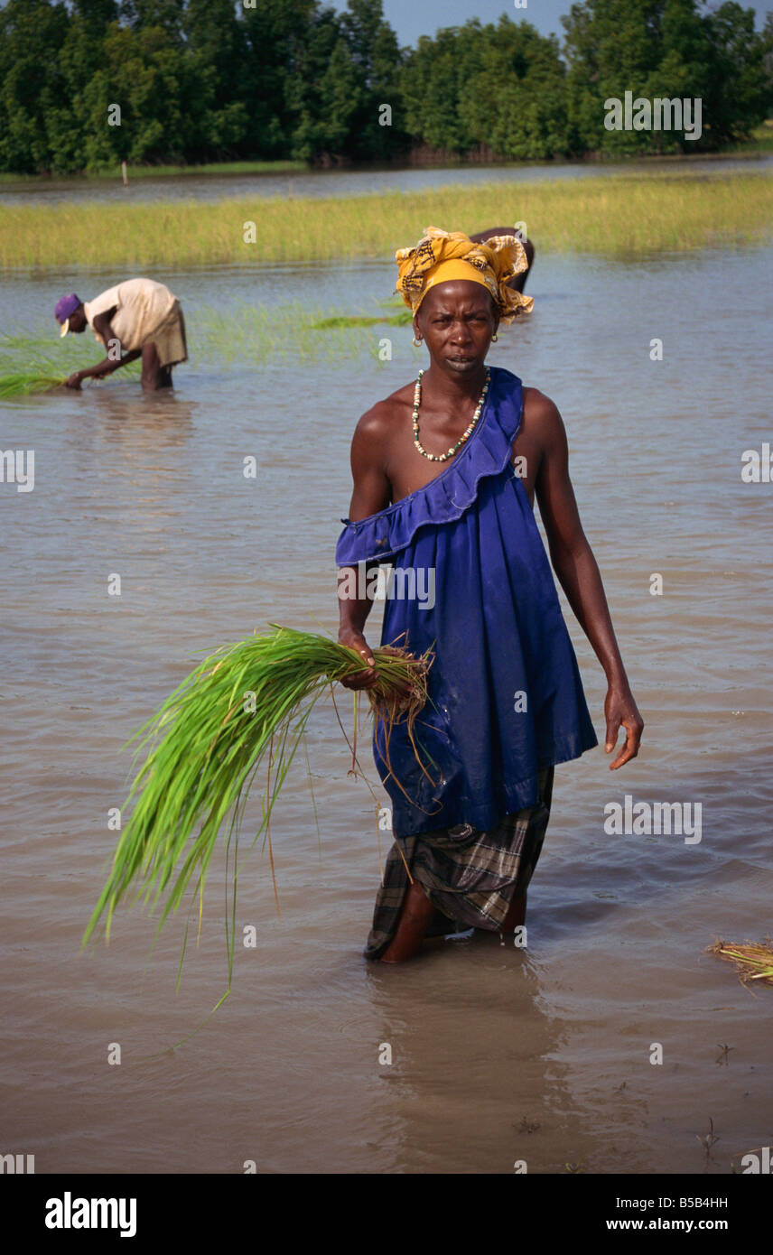Le donne di reimpianto di riso, Gambia, Africa occidentale, Africa Foto Stock