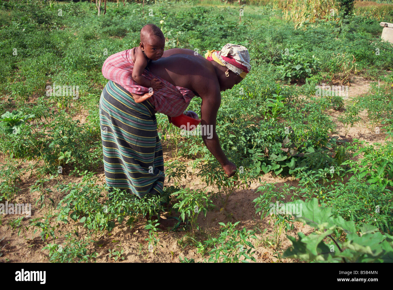 Donna che lavorano nel campo di pepe, Gambia, Africa occidentale, Africa Foto Stock