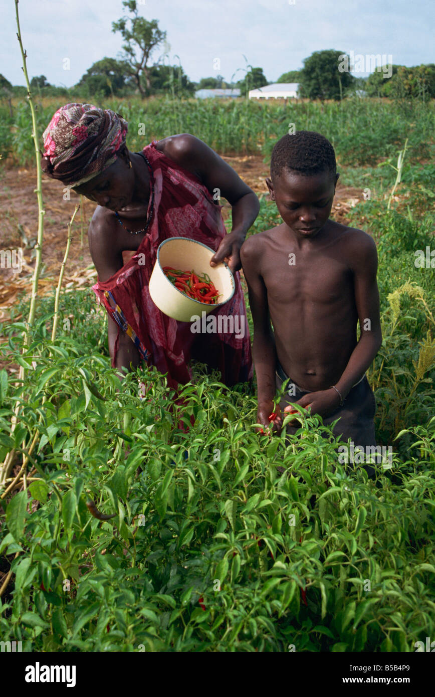 Donna e bambino la raccolta di peperoncini di Gambia Africa L TAYLOR Foto Stock