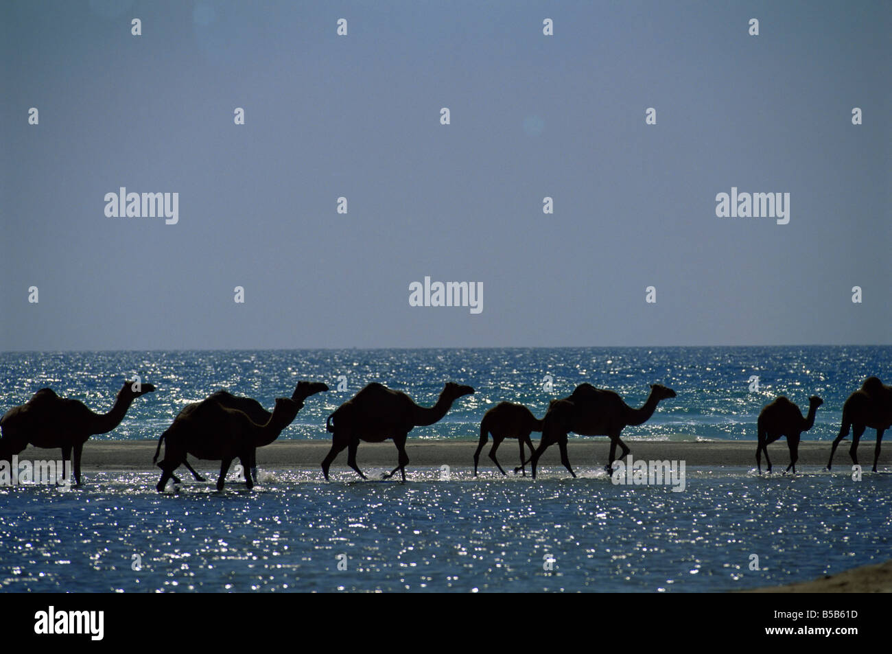 Cammelli attraversando la laguna costiera e il Mare Arabico, vicino a Salalah, regione di Dhofar, Oman, Medio Oriente Foto Stock