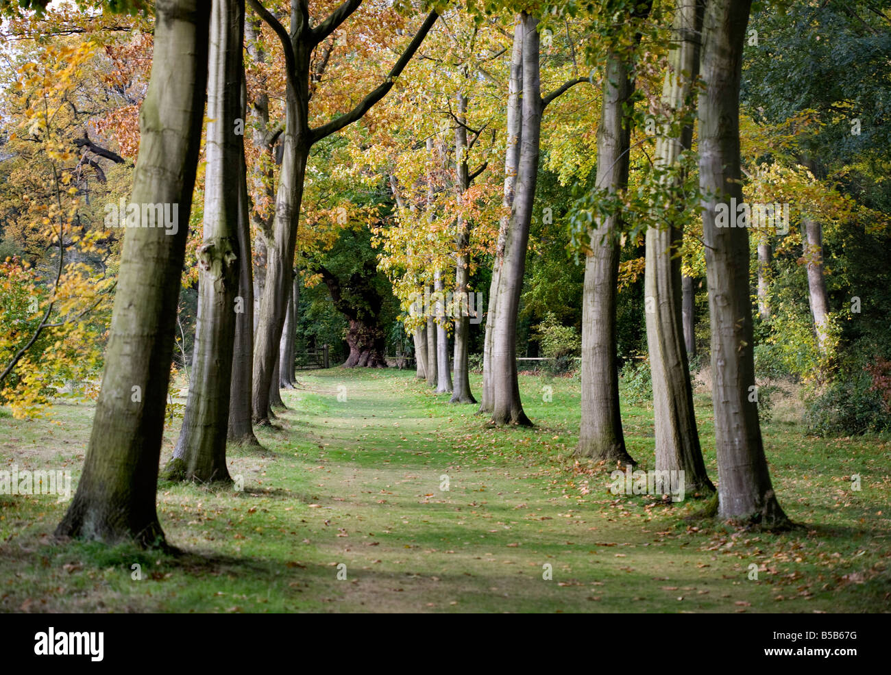 Inglese Bosco in autunno Foto Stock