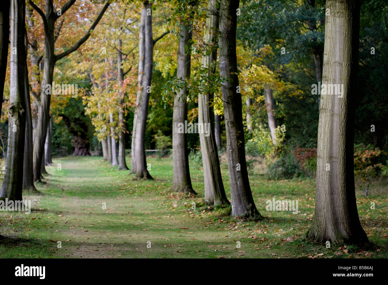 Inglese Bosco in autunno Foto Stock