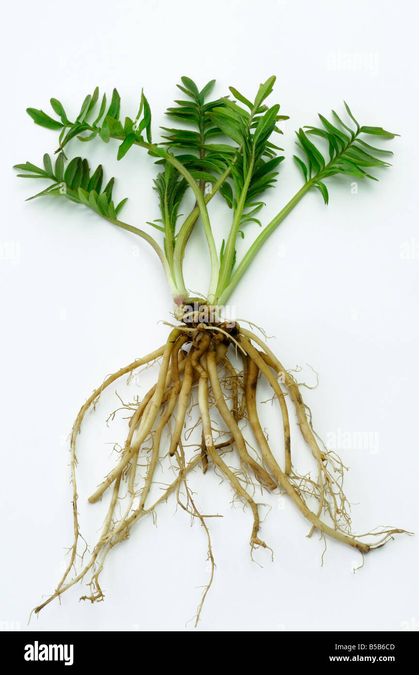 Comune (Valeriana Valeriana officinalis). Impianto in primavera con foglie fresche e radici Foto Stock