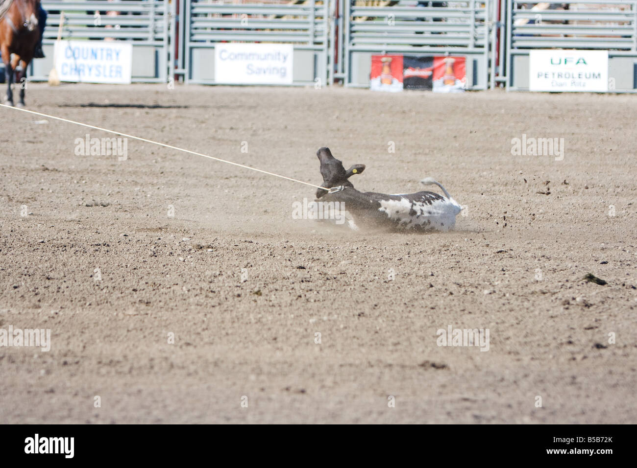 Un vitello con corda intorno al suo collo durante un vitello roping concorso presso la rodeo. Foto Stock