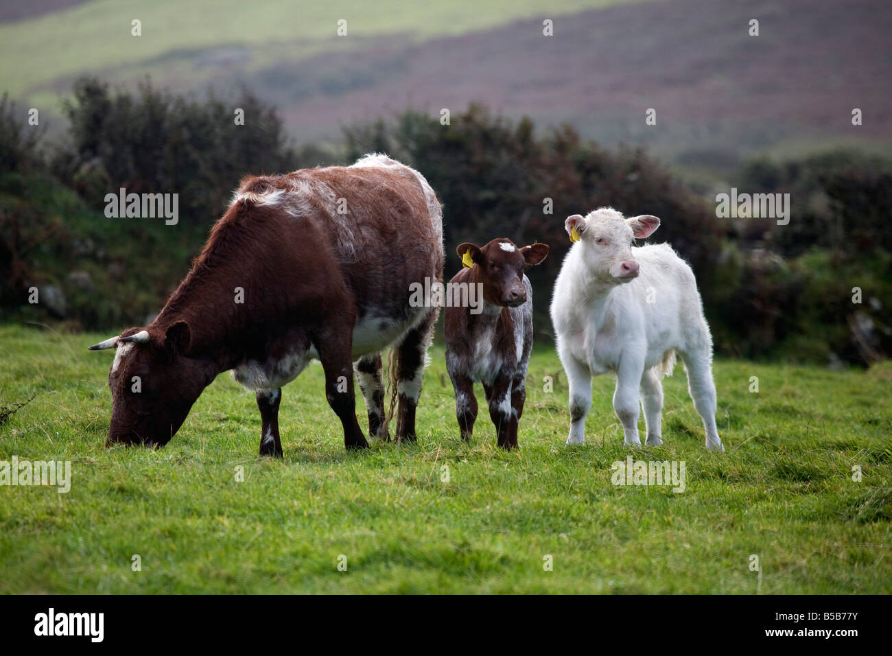 Vacche e vitelli il pascolo Cornovaglia Foto Stock