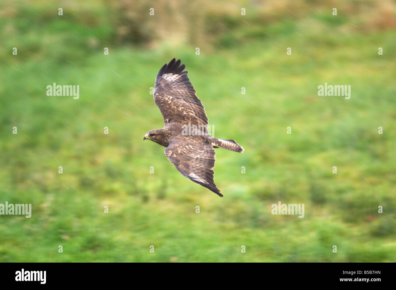 Comune poiana, Buteo buteo, in volo su terreni agricoli in Galles Foto Stock