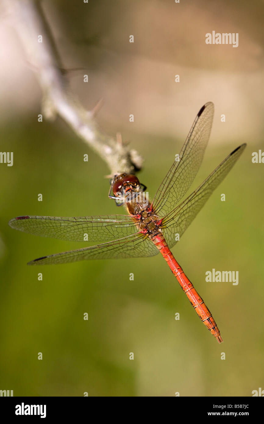 Common darter Sympetrum striolatum dragonfly maschio Foto Stock