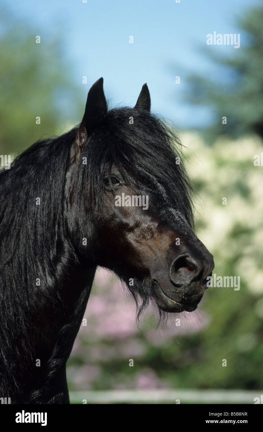 Dales Pony (Equus caballus), il ritratto di uno stallone Foto Stock