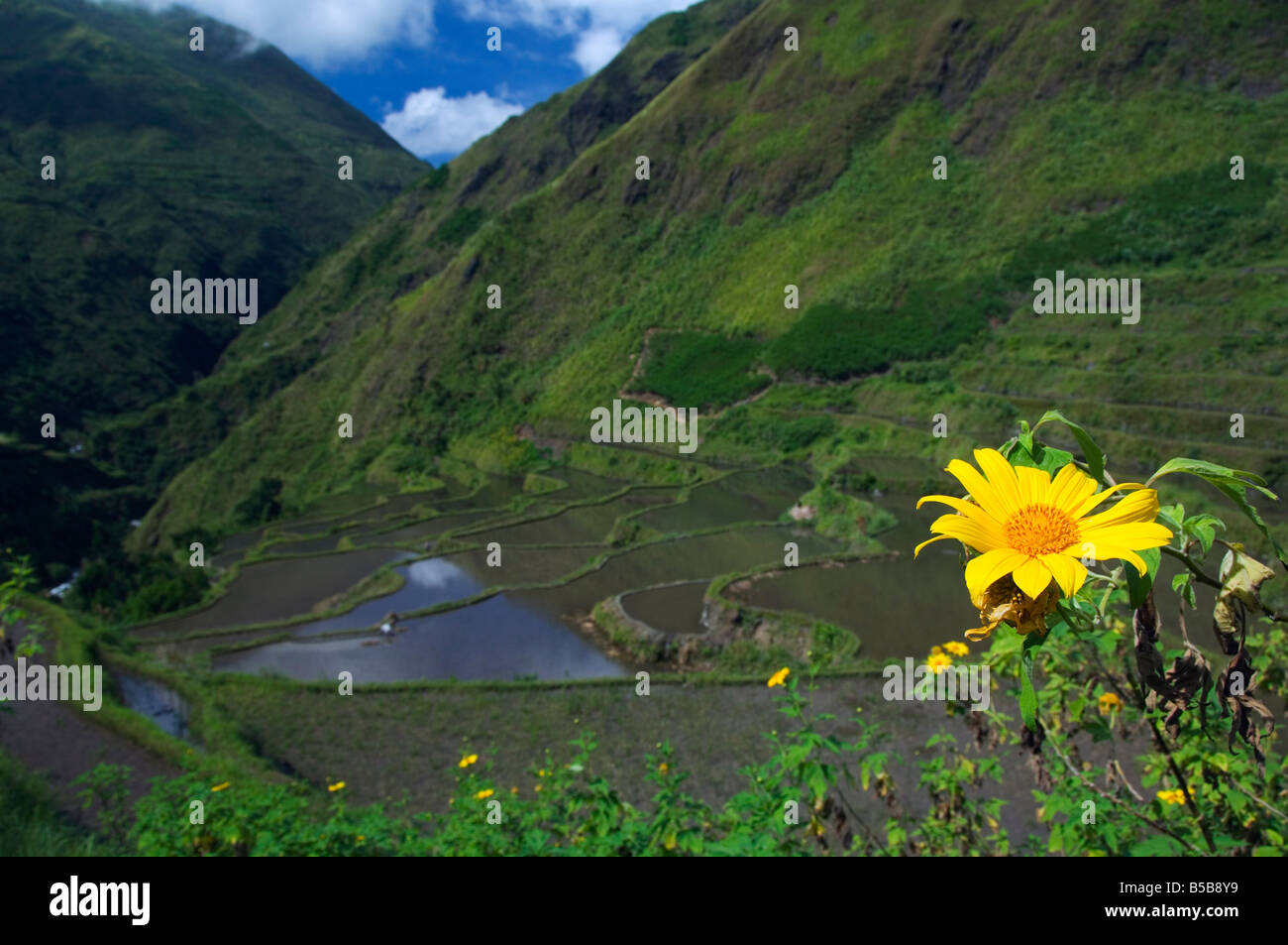 Il giallo dei fiori estivi sopra i campi di riso, Dananao Village, Tinglayan, Cordillera Mountains, Kalinga Provincia, Luzon, Filippine Foto Stock