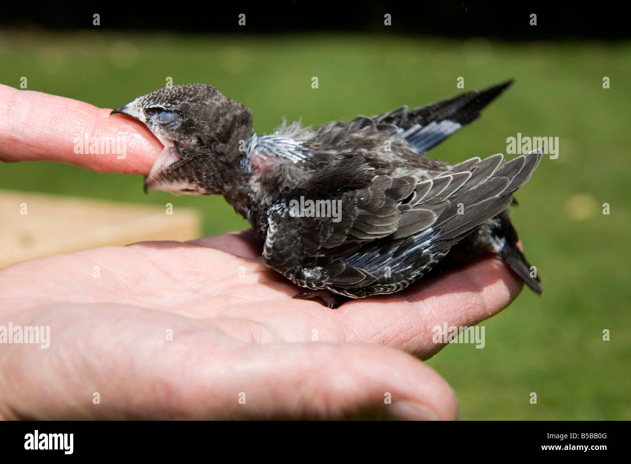 Swift Apus apus pulcino salvato al mondo segreto santuario animale somerset Foto Stock