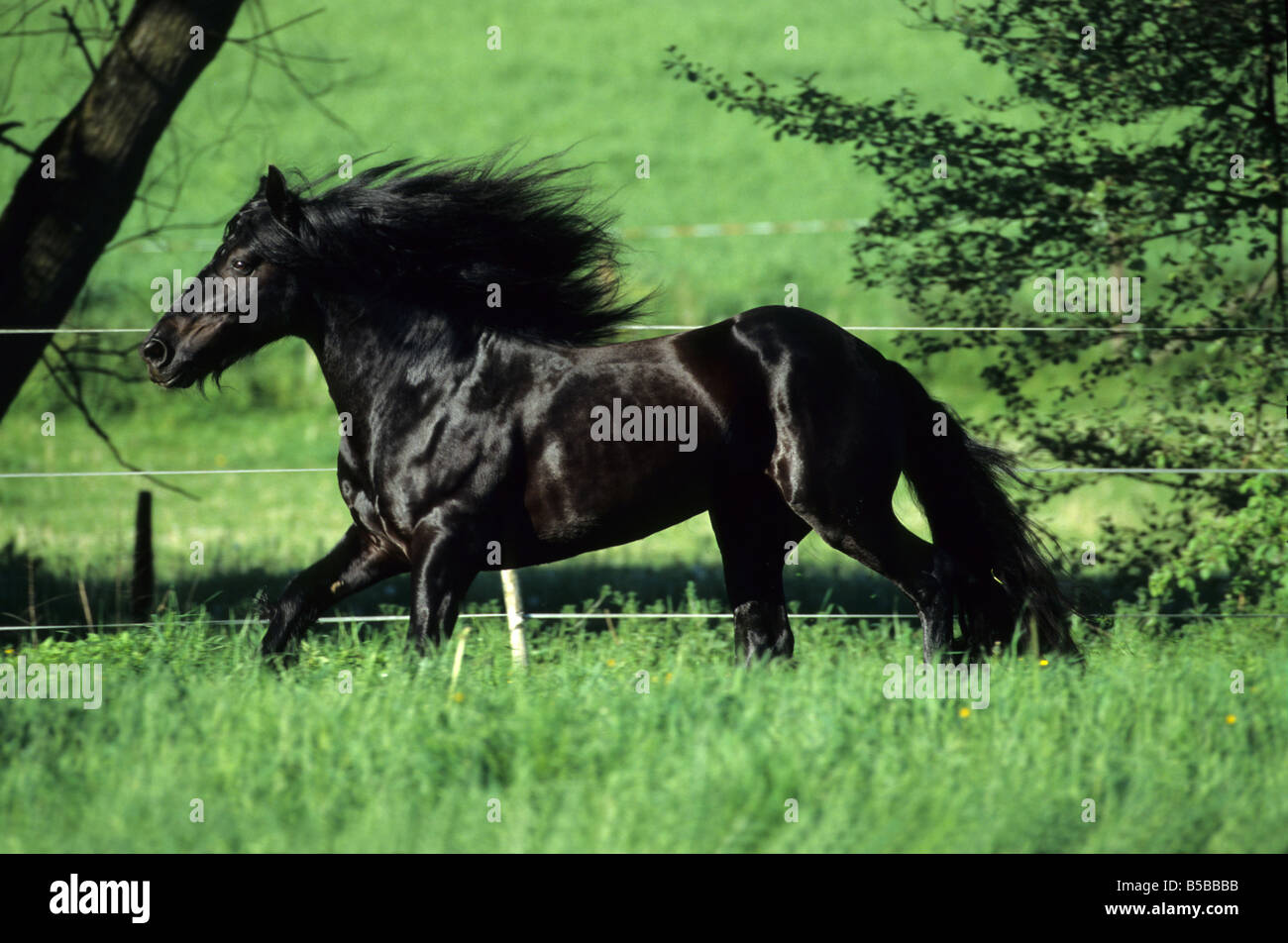 Dales Pony (Equus caballus), stallone in galoppo su prato Foto Stock