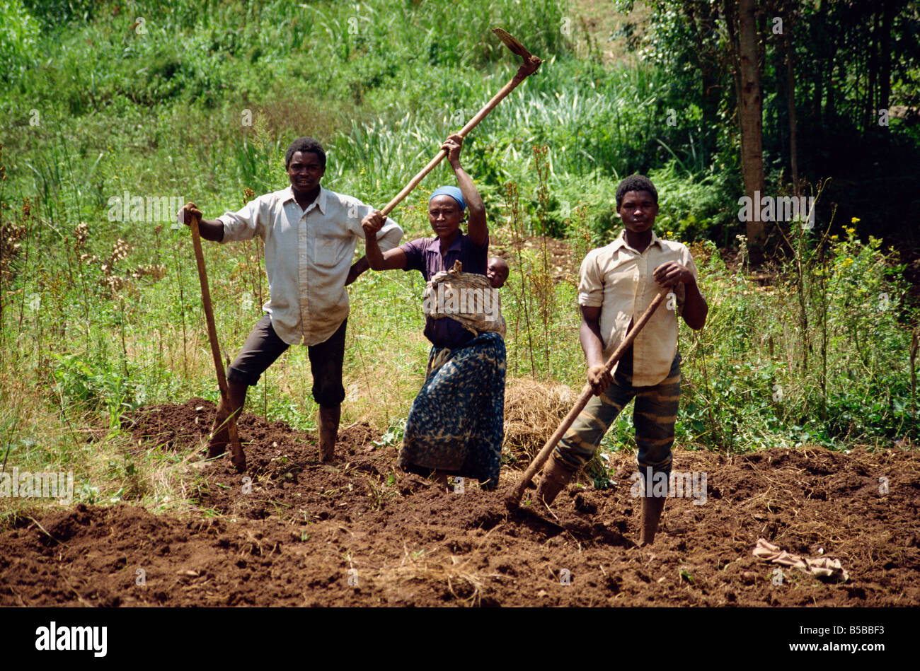 Lavoratori di campo zappatura Kabale Uganda Africa D Poole Foto Stock