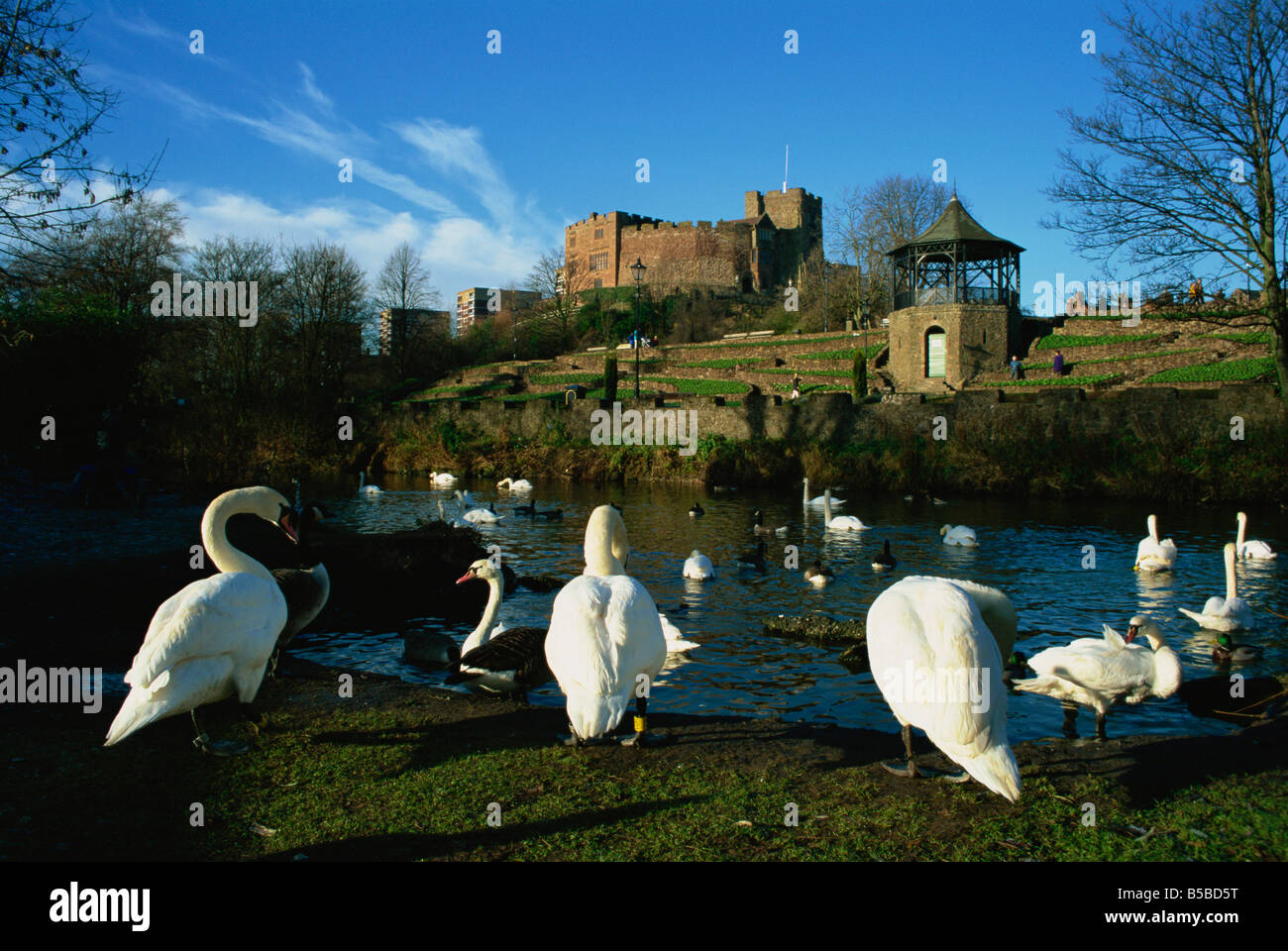 Il castello e il fiume Teme Tamworth Staffordshire England Regno Unito Europa Foto Stock