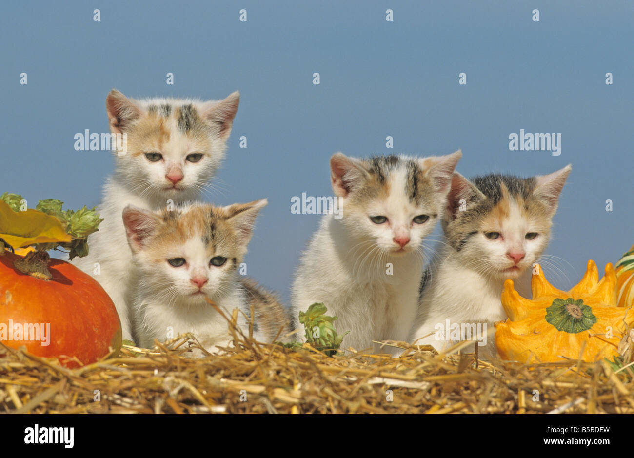 Il gatto domestico (felis catus, Felis silvestris), quattro gattino sulla paglia tra zucche Foto Stock