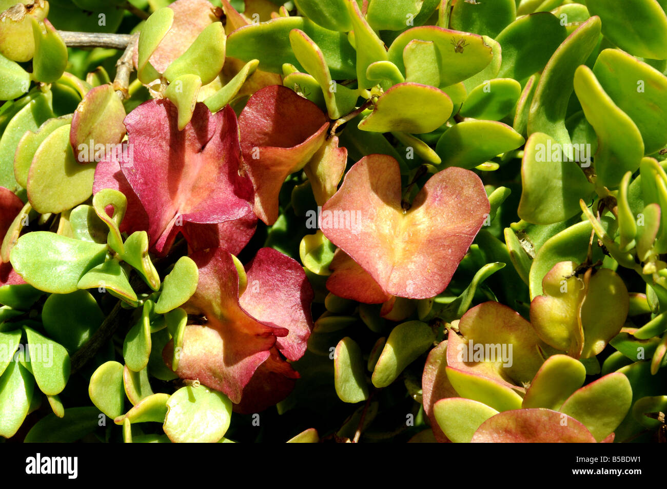 Zygophyllum morgsana con verde a vivacemente colorata frutta alato Foto Stock