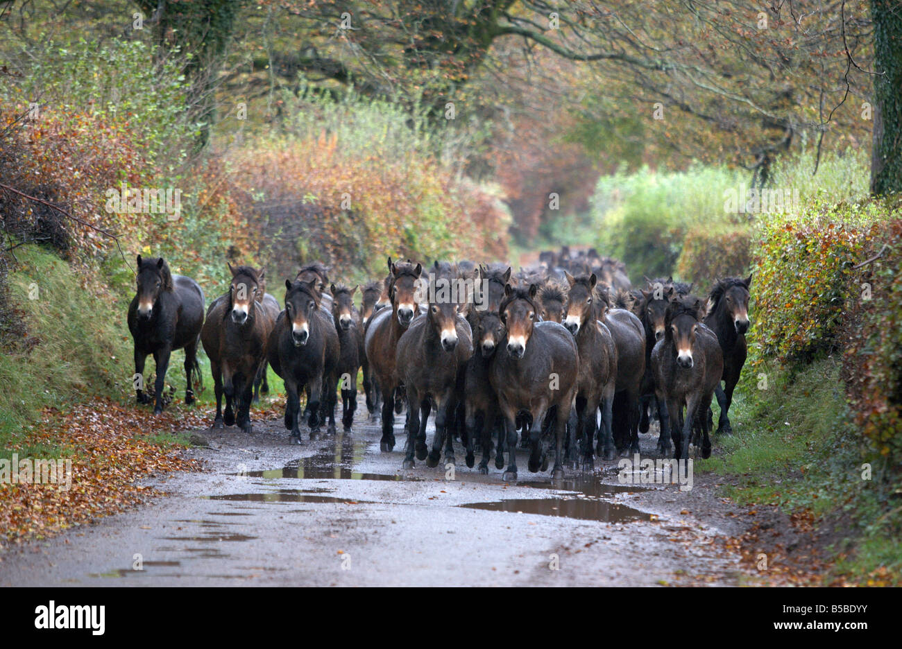 Una mandria di Exmoor pony è azionato verso il basso di una corsia di marcia vicino a Dulverton, Somerset per essere ispezionato. Questo processo è noto come il pony deriva. Foto Stock