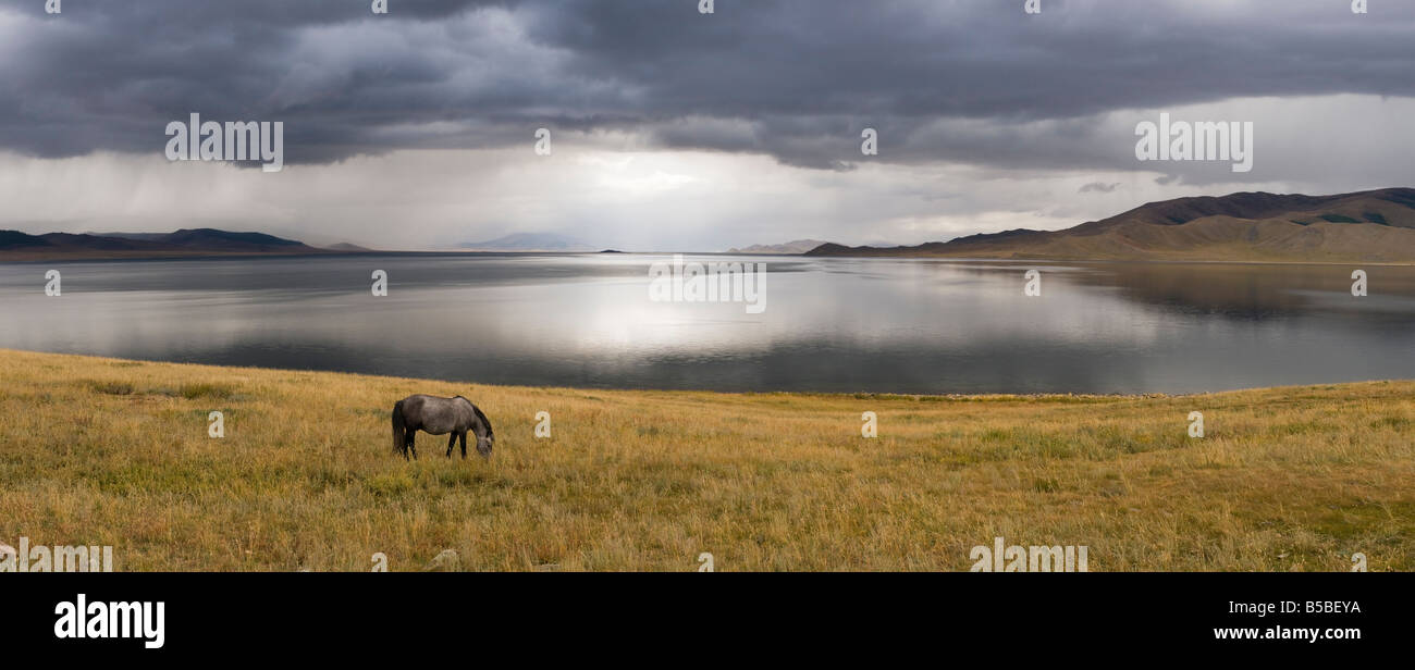 Cavallo grigio pascolo a Lago Bianco, Mongolia. Foto scattata poco prima di un temporale. Foto Stock