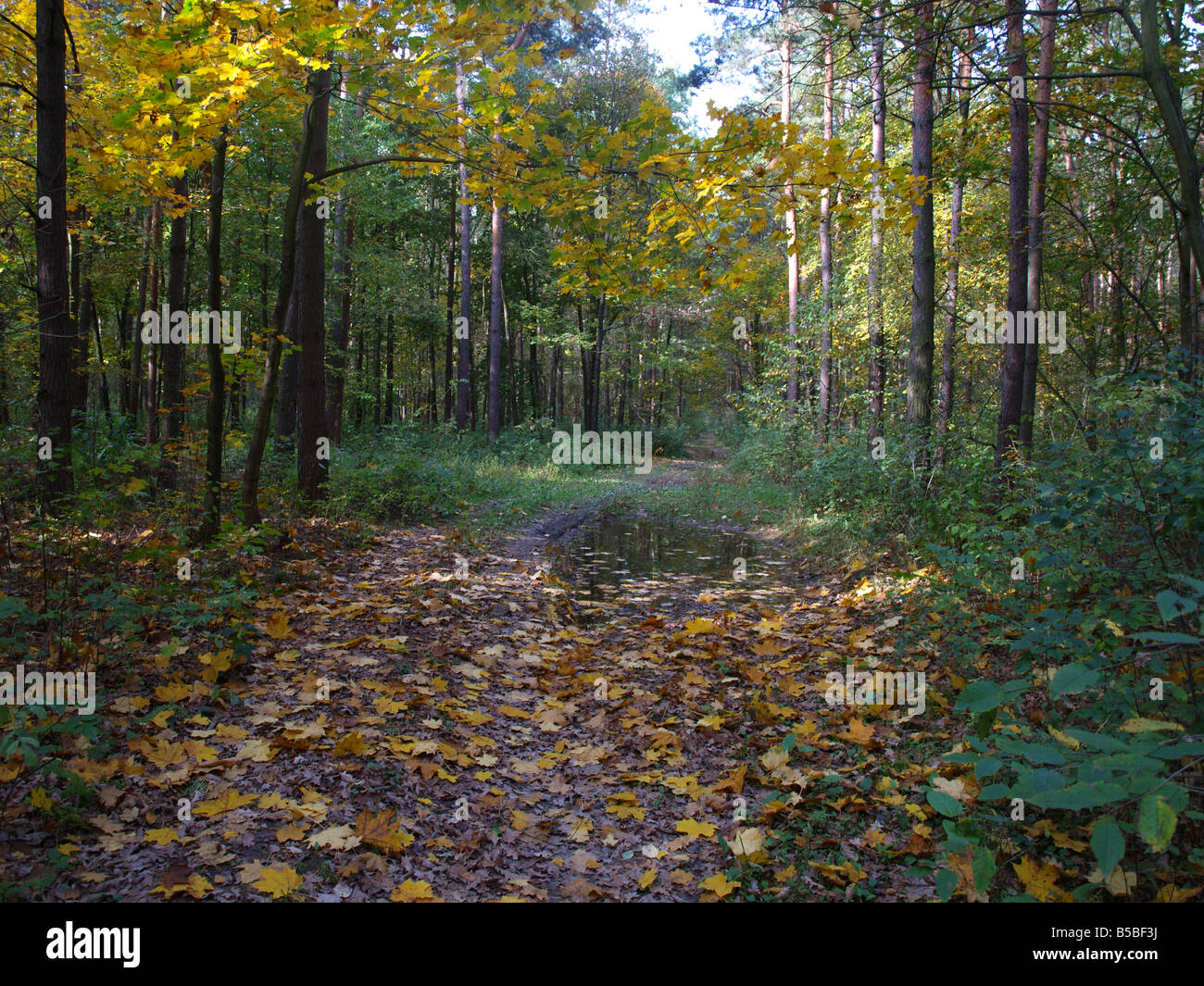 Il paesaggio di autunno Foto Stock