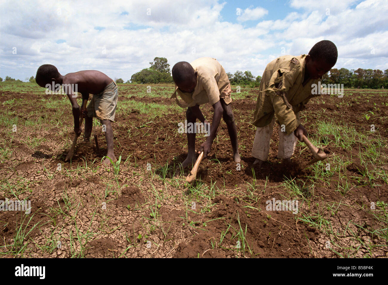 Preparare i campi per la prossima stagione del raccolto di mais, di merca, Somalia, Africa Foto Stock