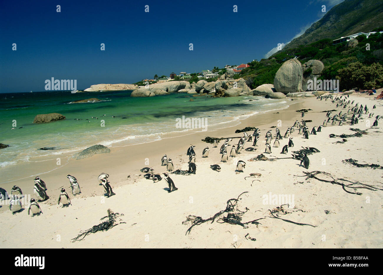 Colonia di pinguini Jackass Boulders Beach vicino Simons Town False Bay Provincia del Capo Sud Africa Africa Foto Stock