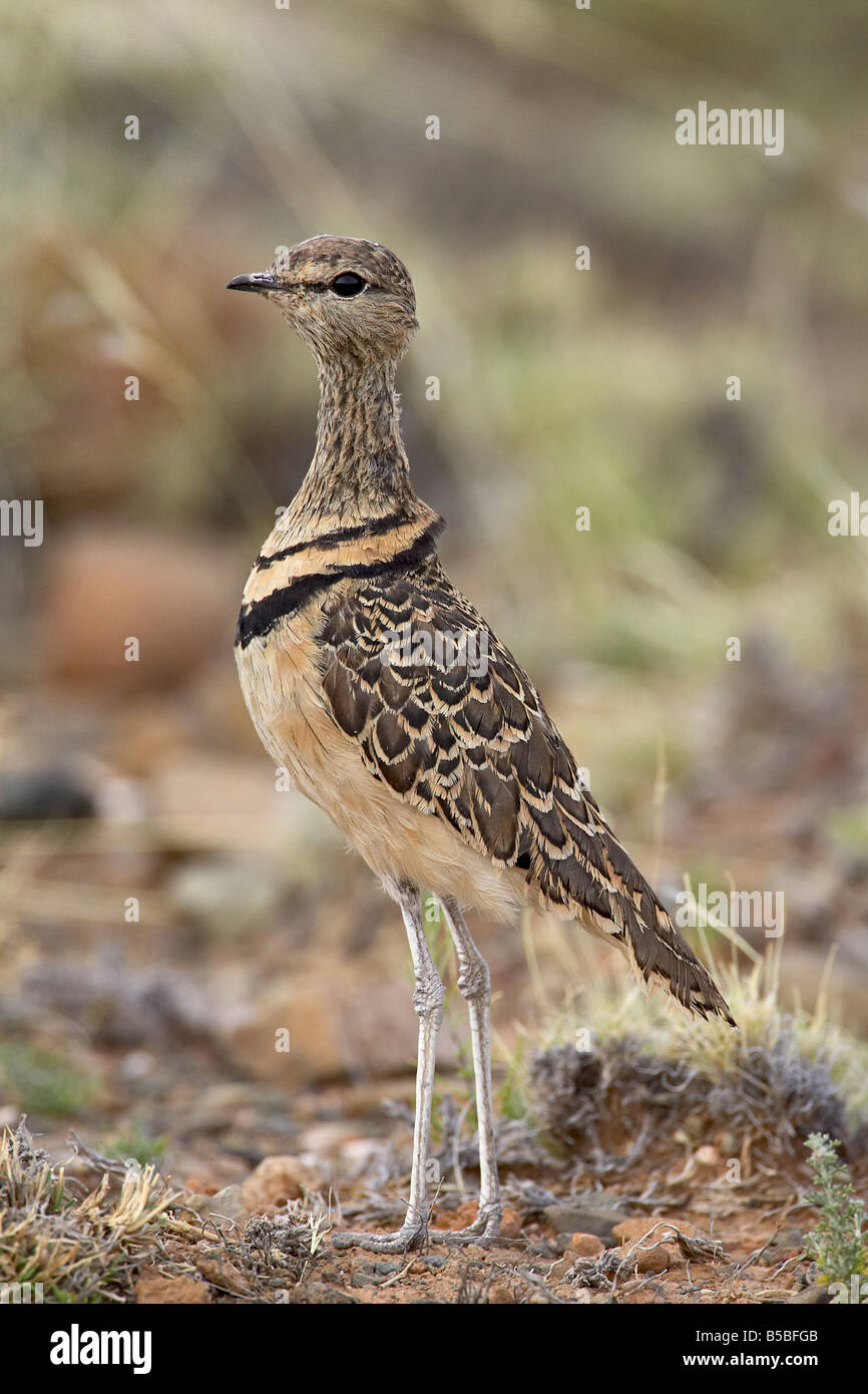 Doppio courser nastrati (Rhinoptilus africanus), Karoo National Park, Sud Africa e Africa Foto Stock