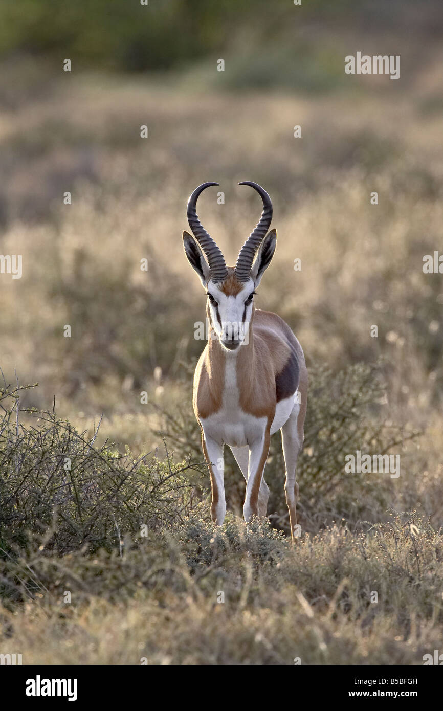 Antilope maschio (Antidorcas marsupialis), Karoo National Park, Sud Africa e Africa Foto Stock