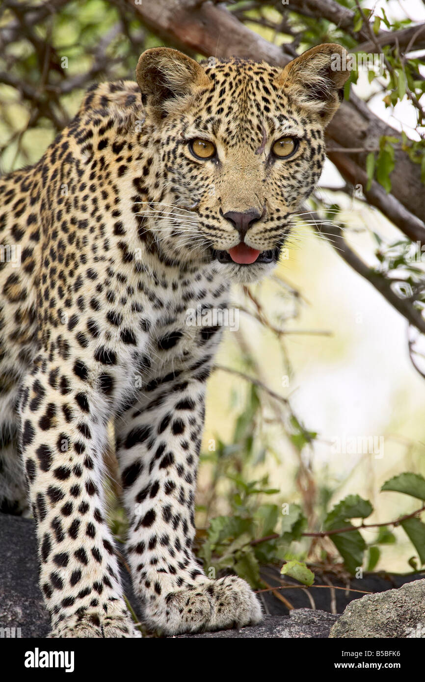 Giovani leopard (Panthera pardus), Kruger National Park, Sud Africa e Africa Foto Stock