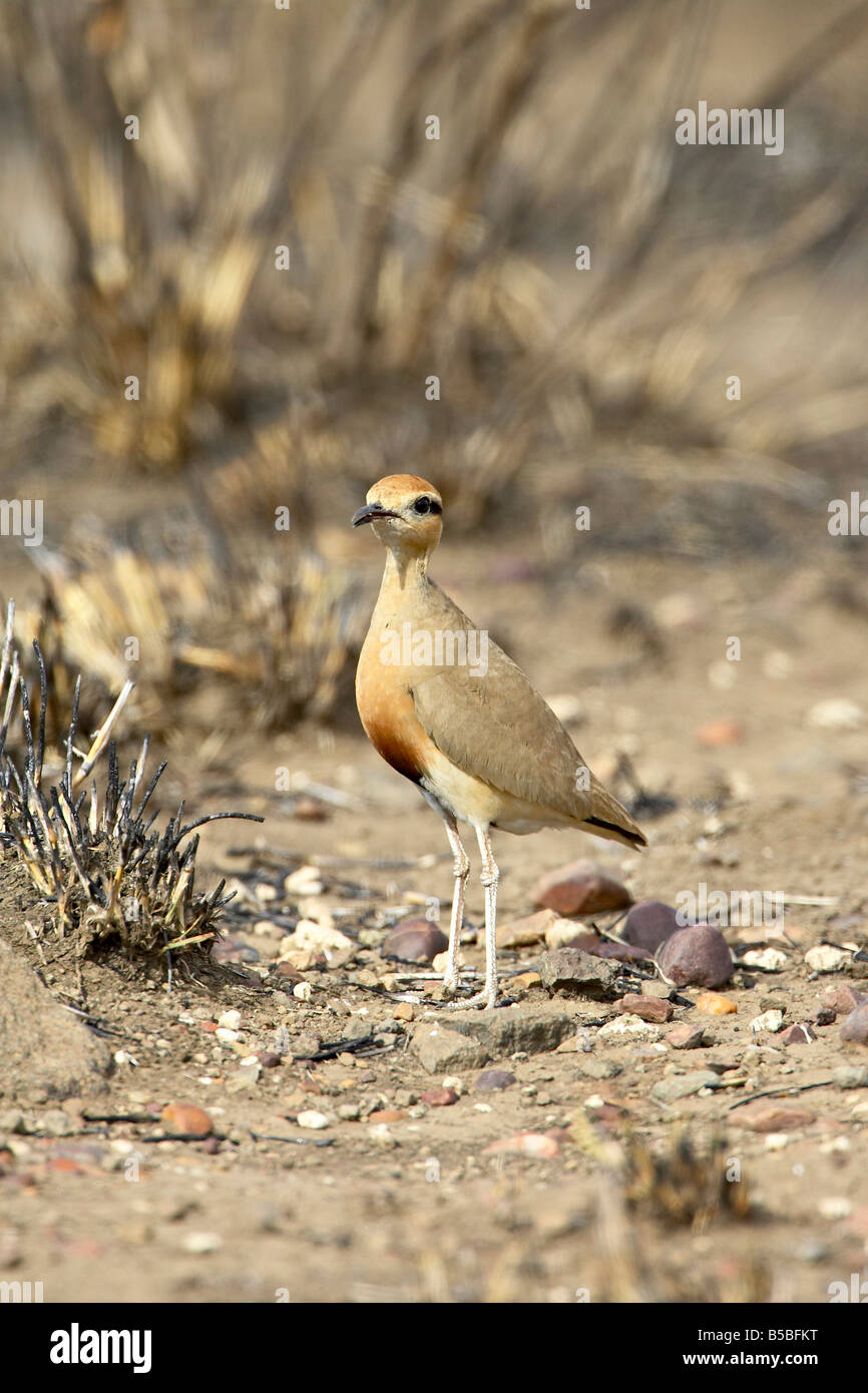 Di Temminck courser (Cursorius temminckii), Kruger National Park, Sud Africa e Africa Foto Stock