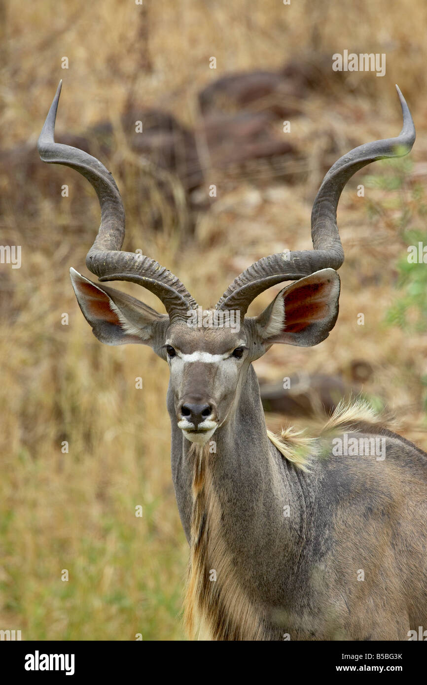Maschio kudu maggiore (Tragelaphus strepsiceros), Kruger National Park, Sud Africa e Africa Foto Stock
