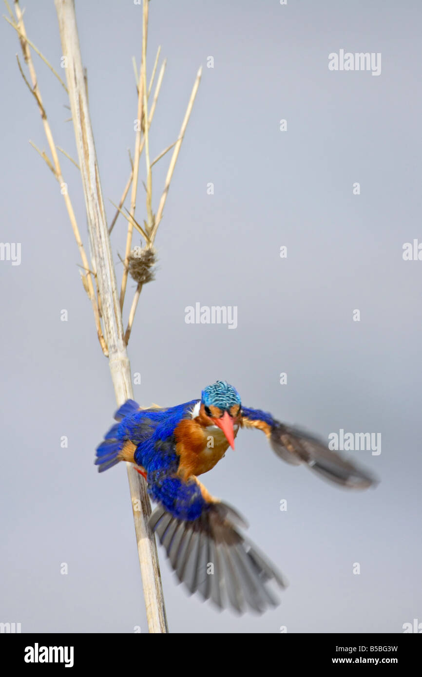 Malachite Kingfisher tenendo spento superiore Transfrontaliero Limpopo Park, che racchiude il primo parco nazionale Kruger Foto Stock