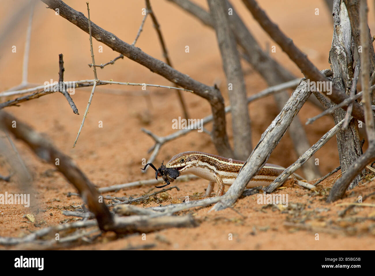 Western a tre strisce skink con beetle, Kgalagadi Parco transfrontaliero, il Kalahari Gemsbok National Park, Africa Foto Stock