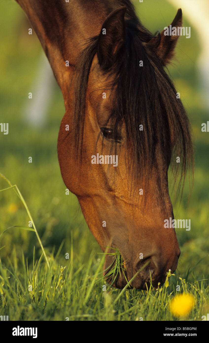 Paso Fino (Equus caballus), marrone mare mangiare erba Foto Stock