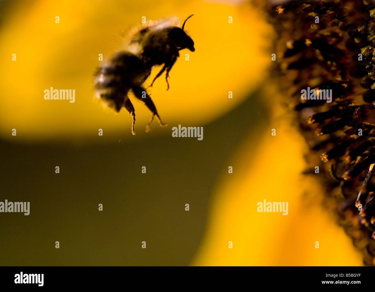 Bee passando vicino a Il Girasole Foto Stock